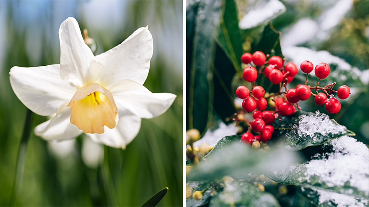 narcissus and holly