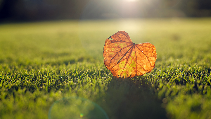 stillbirth, pregnancy loss, heart-shaped golden leaf on the grass in the sunlight